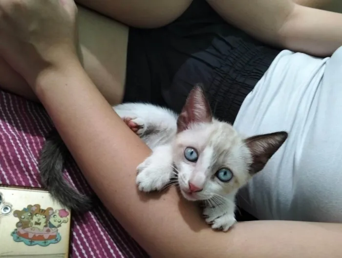 Gato ra a SRD-ViraLata idade Abaixo de 2 meses nome GATINHOS PARA ADOÇÃO