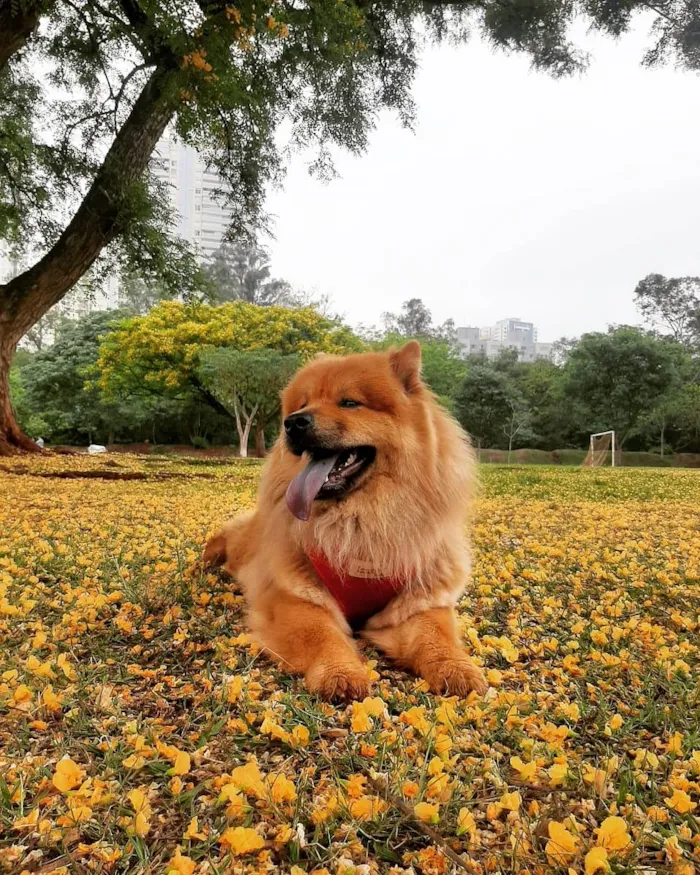 Cachorro ra a Chow Chow idade 3 anos nome Lola 