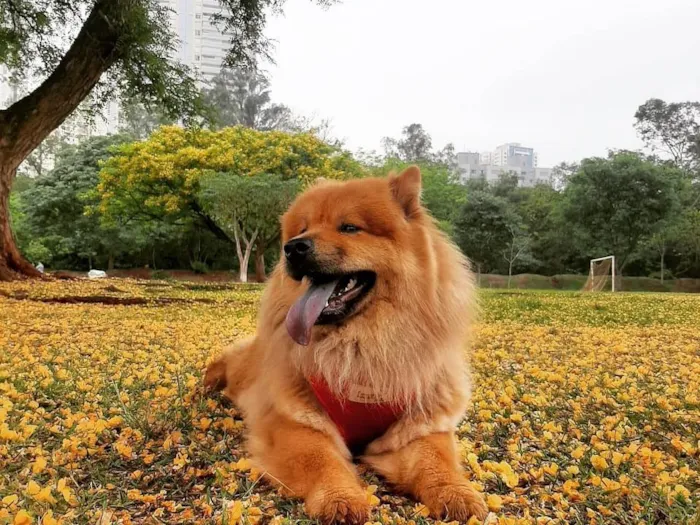 Cachorro ra a Chow Chow idade 3 anos nome Lola 