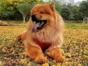 Cachorro raça Chow Chow idade 3 anos nome Lola 