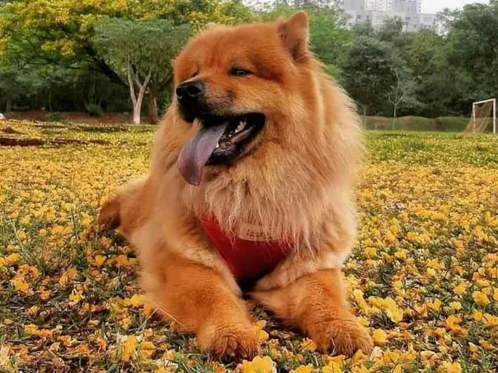 Cachorro ra a Chow Chow idade 3 anos nome Lola 