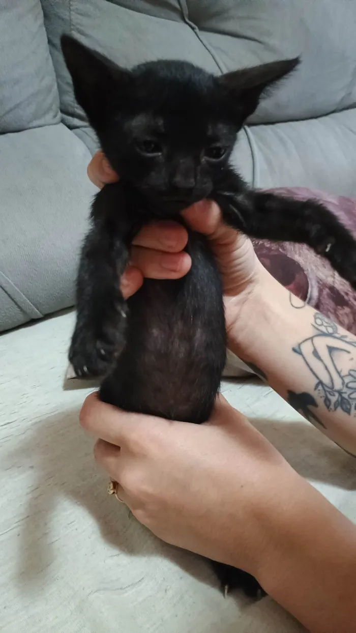 Gato ra a SRD-ViraLata idade Abaixo de 2 meses nome Os gatinhos não tem nome