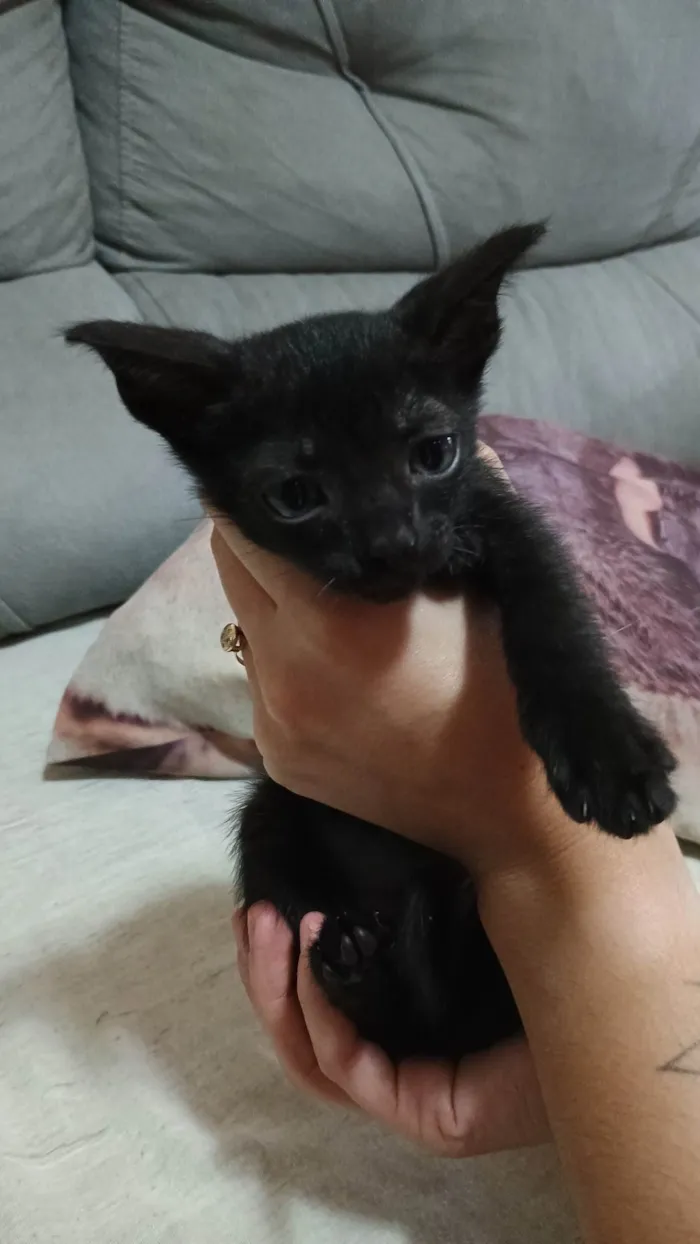 Gato ra a SRD-ViraLata idade Abaixo de 2 meses nome Os gatinhos não tem nome