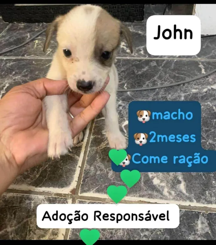 Cachorro ra a SRD-ViraLata idade 2 a 6 meses nome John