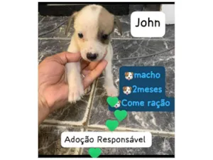 Cachorro raça SRD-ViraLata idade 2 a 6 meses nome John