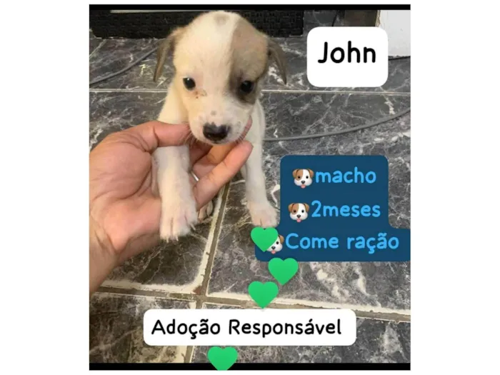 Cachorro ra a SRD-ViraLata idade 2 a 6 meses nome John