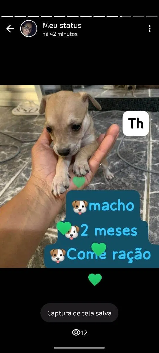 Cachorro ra a SRD-ViraLata idade 2 a 6 meses nome Thor