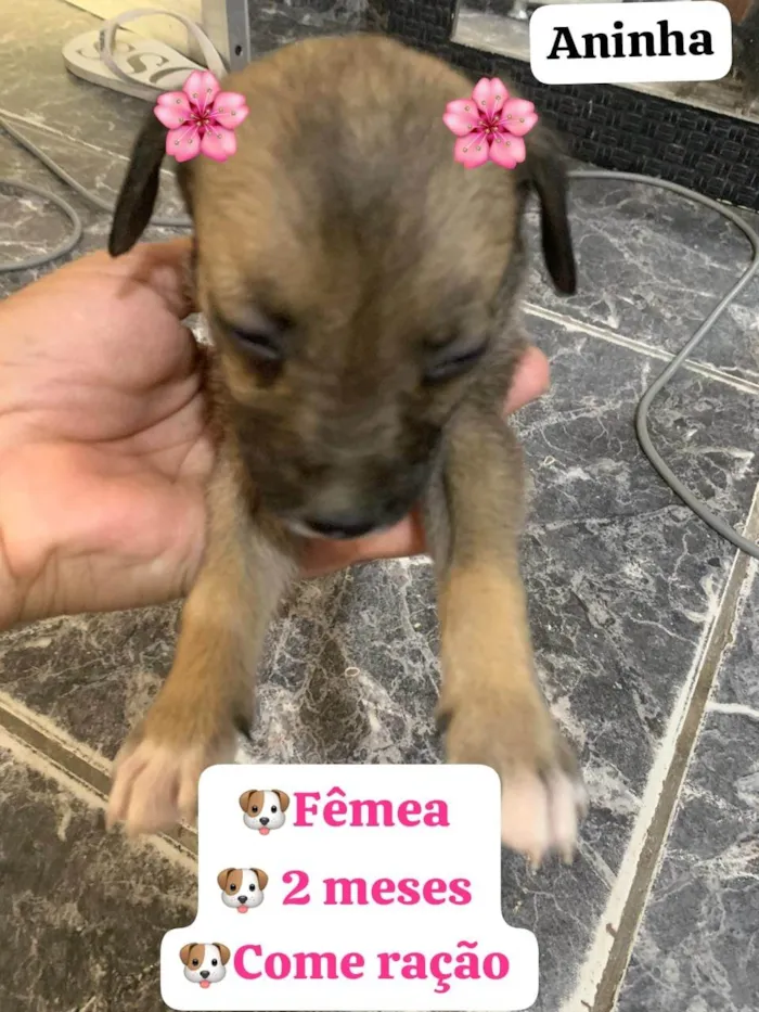 Cachorro ra a SRD-ViraLata idade 2 a 6 meses nome Aninha 