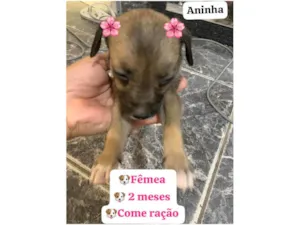 Cachorro raça SRD-ViraLata idade 2 a 6 meses nome Aninha 