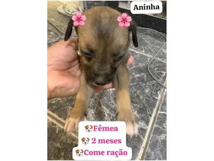 Cachorro ra a SRD-ViraLata idade 2 a 6 meses nome Aninha 