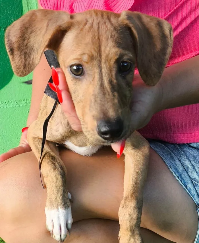 Cachorro ra a SRD-ViraLata idade 2 a 6 meses nome Bella