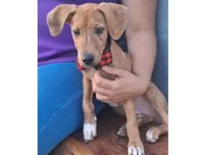 Cachorro raça SRD-ViraLata idade 2 a 6 meses nome Bella