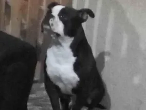 Cachorro raça Pit-Bull idade 7 a 11 meses nome Kratos