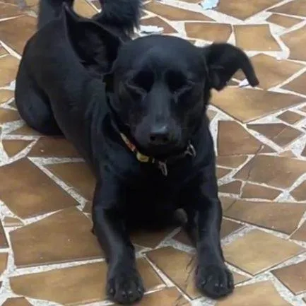 Cachorro ra a SRD-ViraLata idade 2 anos nome Rex Baixinho 