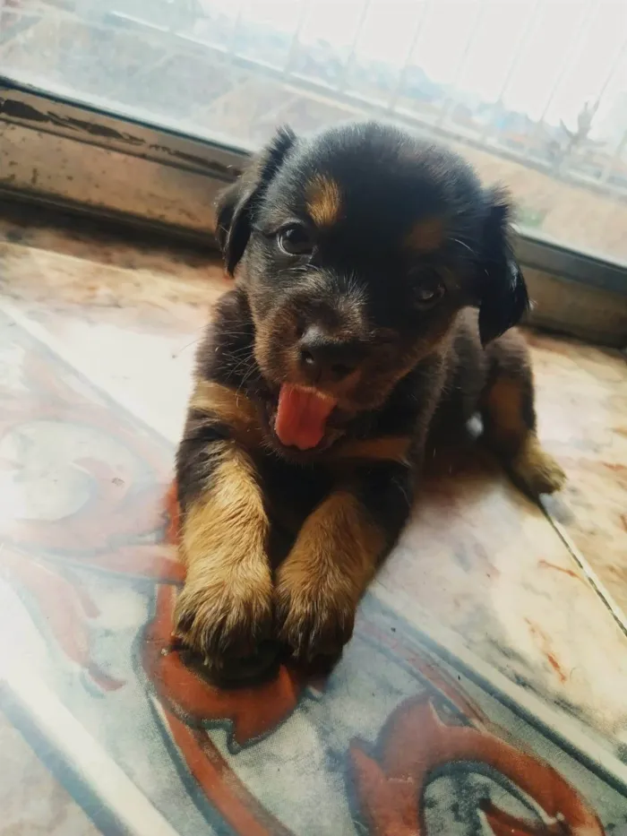 Cachorro ra a Pinscher idade Abaixo de 2 meses nome Filhote