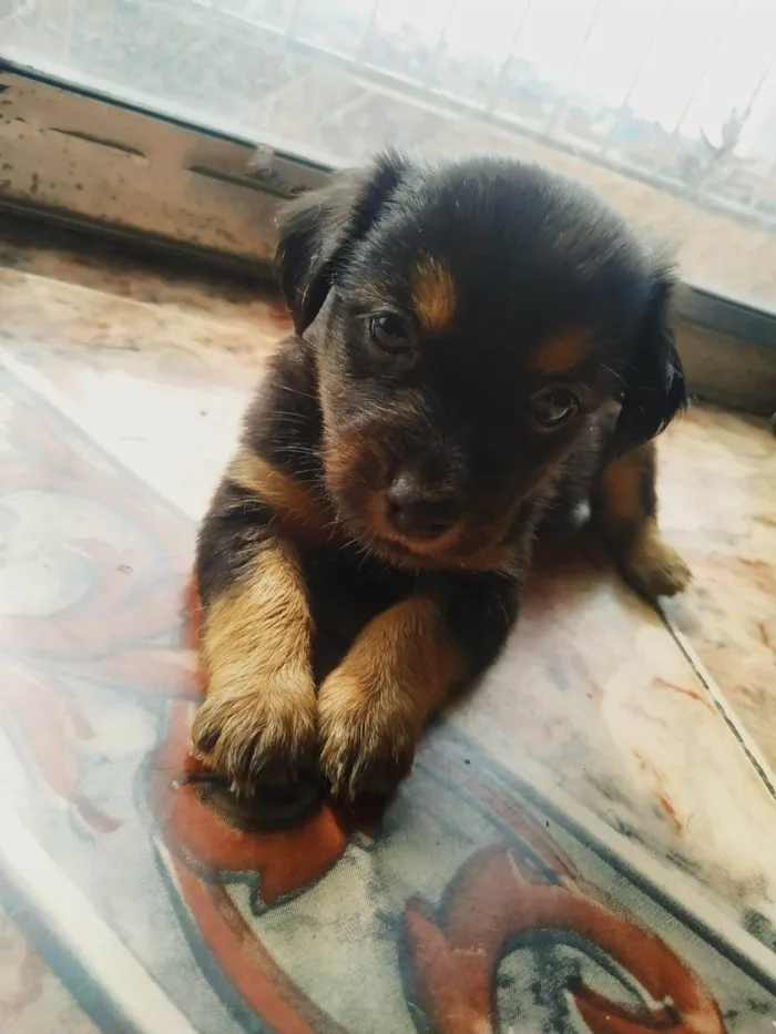 Cachorro ra a Pinscher idade Abaixo de 2 meses nome Filhote