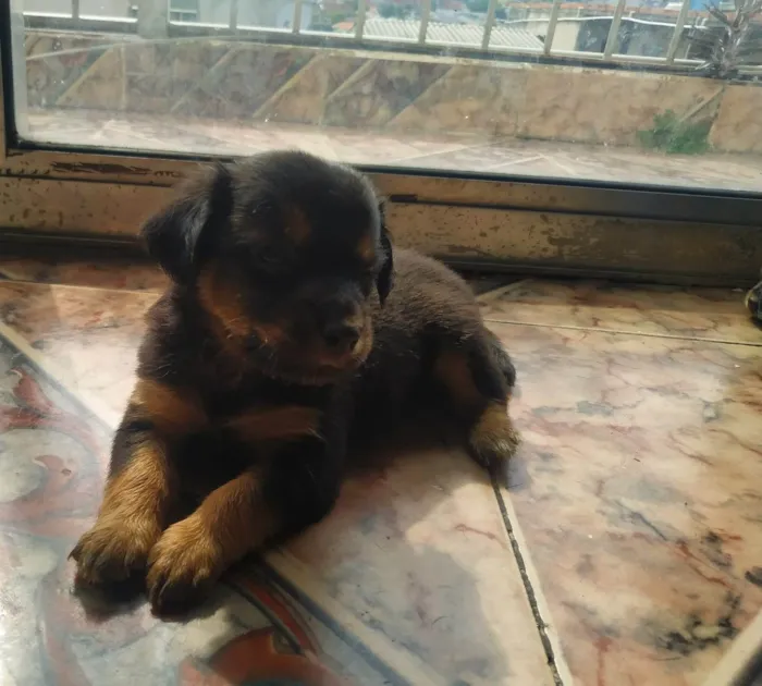 Cachorro ra a Pinscher idade Abaixo de 2 meses nome Filhote