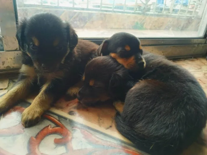 Cachorro ra a Pinscher idade Abaixo de 2 meses nome Filhote