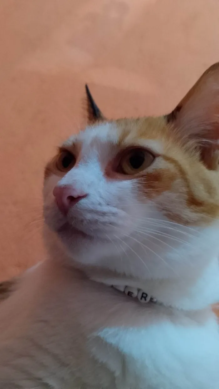 Gato ra a SRD-ViraLata idade 4 anos nome Summer