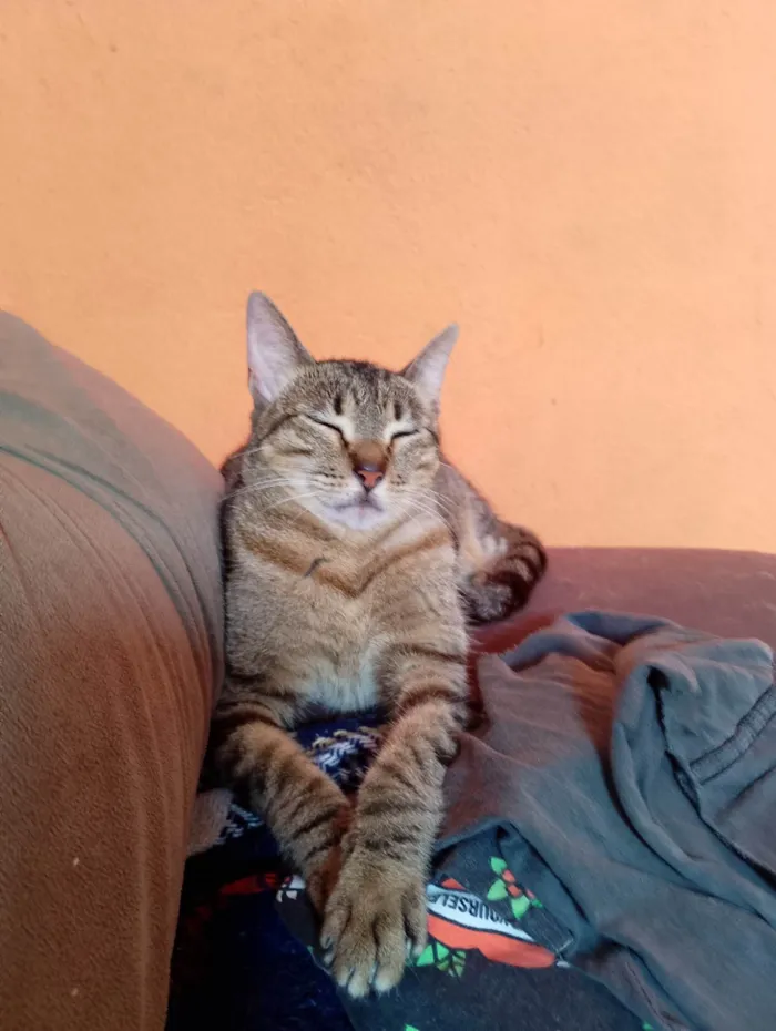 Gato ra a SRD-ViraLata idade 6 ou mais anos nome Nala Kiara