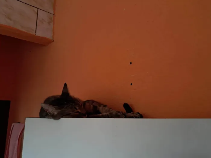 Gato ra a SRD-ViraLata idade 6 ou mais anos nome Nala Kiara