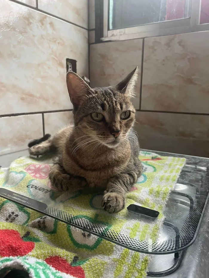 Gato ra a SRD-ViraLata idade 6 ou mais anos nome Nala Kiara