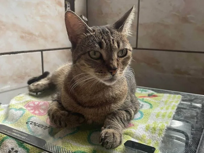 Gato ra a SRD-ViraLata idade 6 ou mais anos nome Nala Kiara