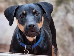 Cachorro raça SRD-ViraLata idade 1 ano nome Luke