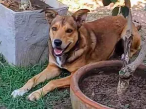 Cachorro raça SRD-ViraLata idade 4 anos nome Marley 