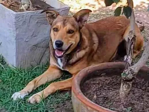 Cachorro ra a SRD-ViraLata idade 4 anos nome Marley 