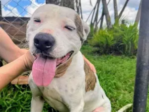 Cachorro raça Pit-Bull idade 2 anos nome Theo 