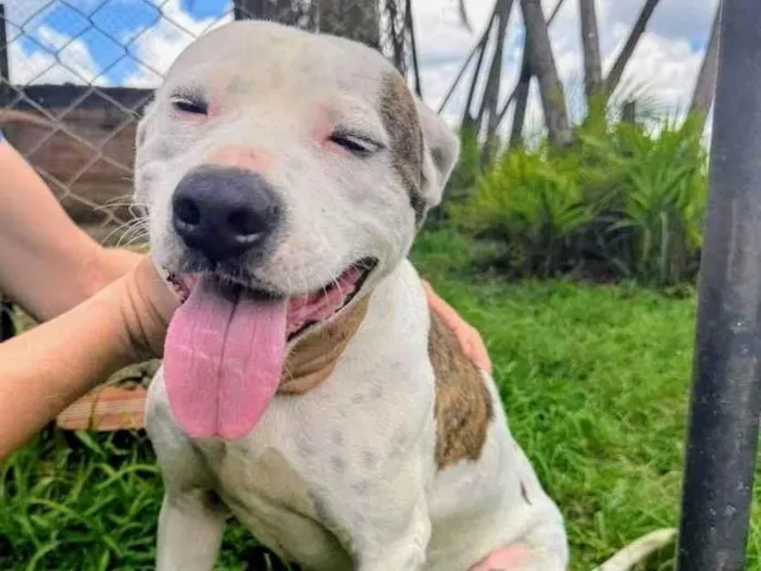 Cachorro ra a Pit-Bull idade 2 anos nome Theo 