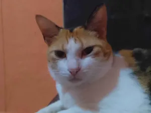 Gato raça SRD-ViraLata idade 4 anos nome Summer