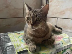 Gato raça SRD-ViraLata idade 6 ou mais anos nome Nala Kiara