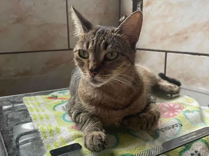 Gato ra a SRD-ViraLata idade 6 ou mais anos nome Nala Kiara