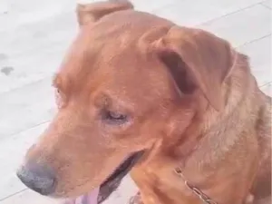 Cachorro raça Labrador idade 5 anos nome Marley