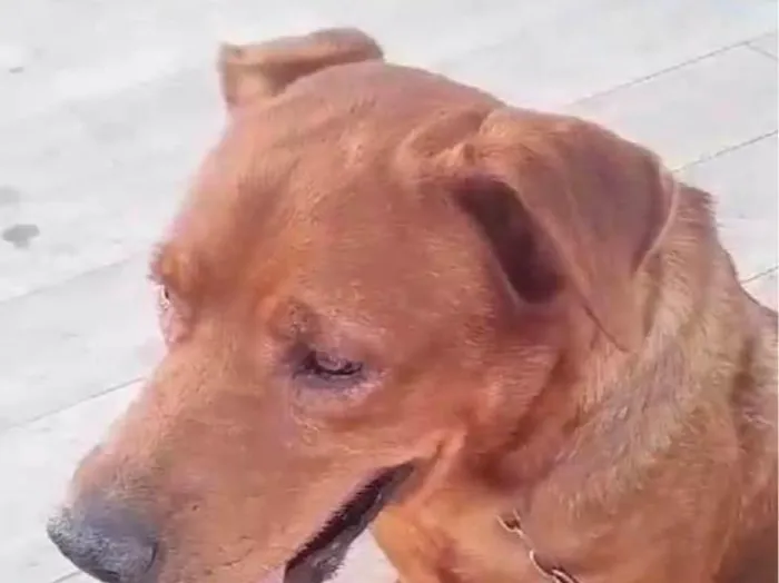 Cachorro ra a Labrador idade 5 anos nome Marley