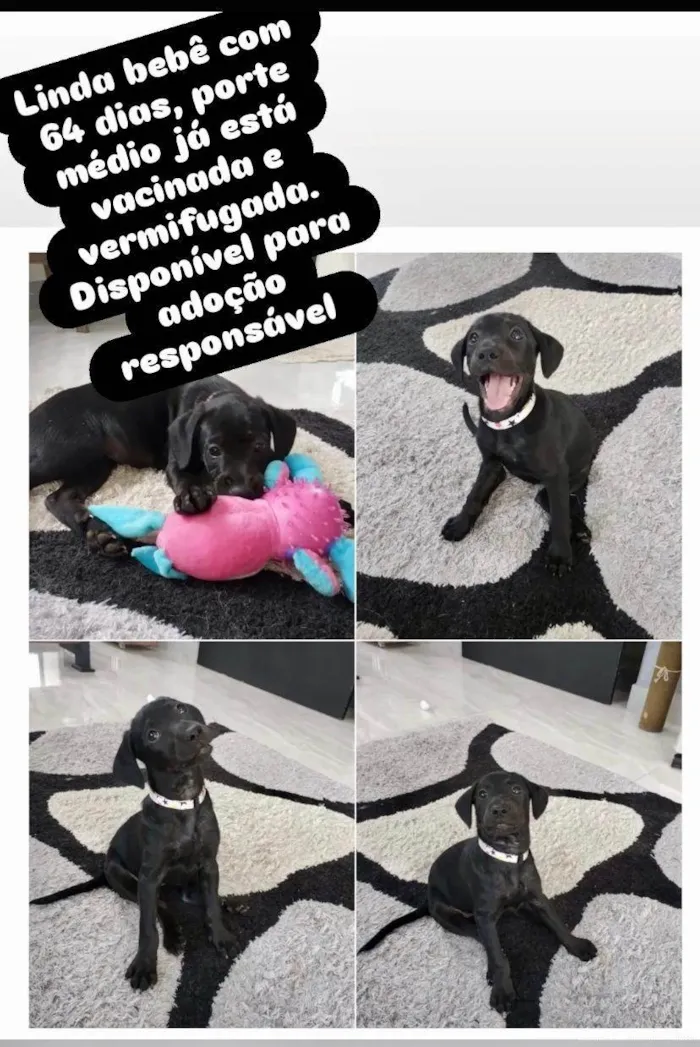 Cachorro ra a SRD-ViraLata idade 2 a 6 meses nome Kyra