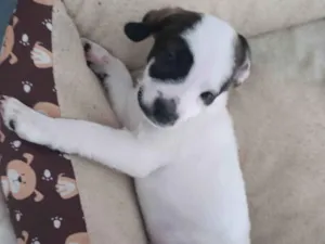 Cachorro raça SRD-ViraLata idade Abaixo de 2 meses nome Bella