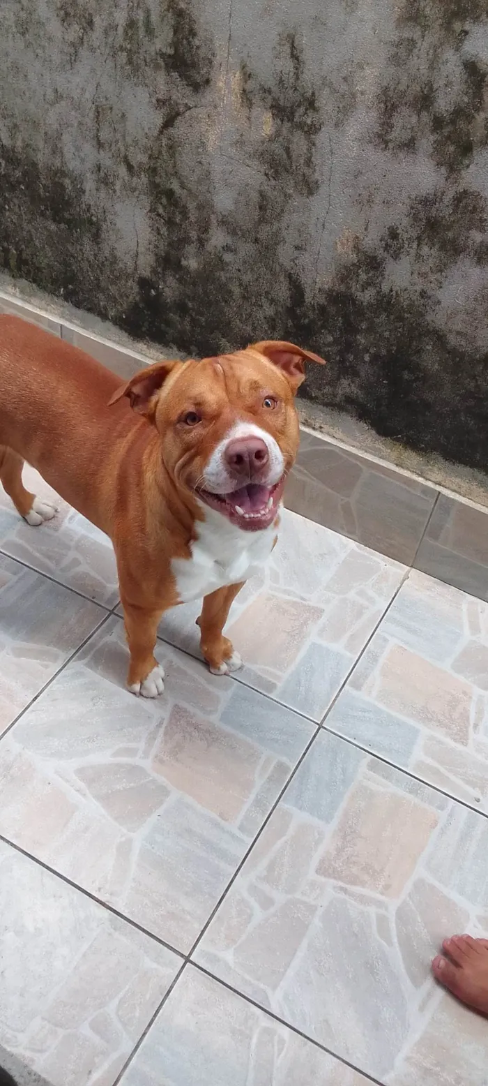 Cachorro ra a Pit-Bull idade 2 anos nome Felipe