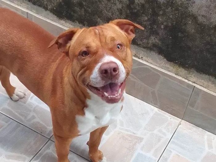 Cachorro ra a Pit-Bull idade 2 anos nome Felipe