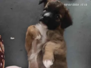 Cachorro raça SRD-ViraLata idade Abaixo de 2 meses nome Anita