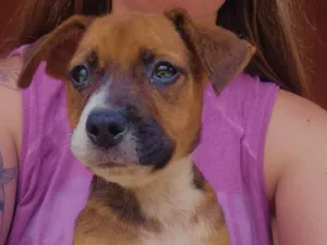 Cachorro raça SRD-ViraLata idade 2 a 6 meses nome Paçoca, Berenice e Lua