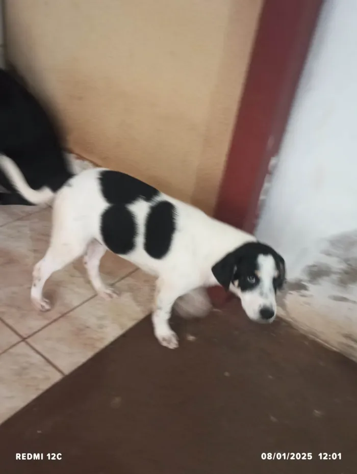 Cachorro ra a SRD-ViraLata idade 2 a 6 meses nome Pipoco