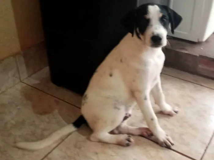 Cachorro ra a SRD-ViraLata idade 2 a 6 meses nome Pipoco