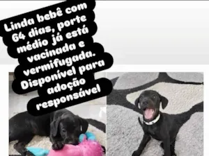 Cachorro raça SRD-ViraLata idade 2 a 6 meses nome Kyra