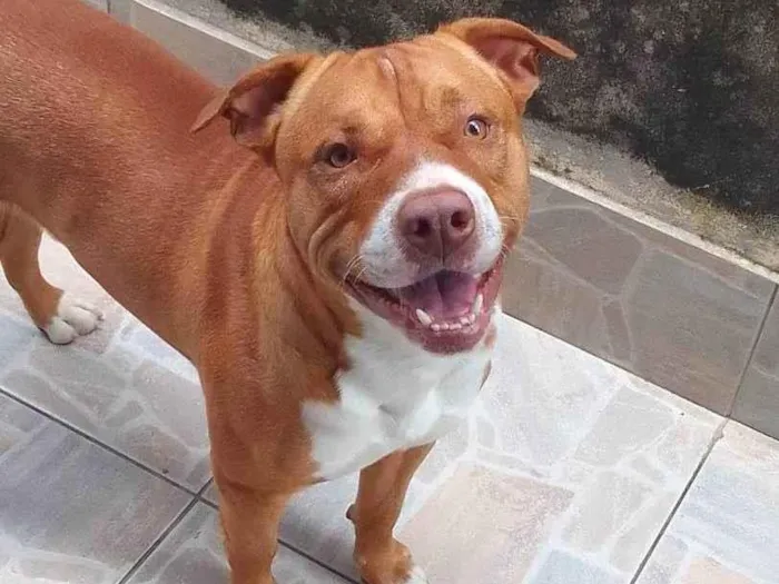 Cachorro ra a Pit-Bull idade 2 anos nome Felipe