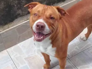 Cachorro raça Pit-Bull idade 2 anos nome Felipe