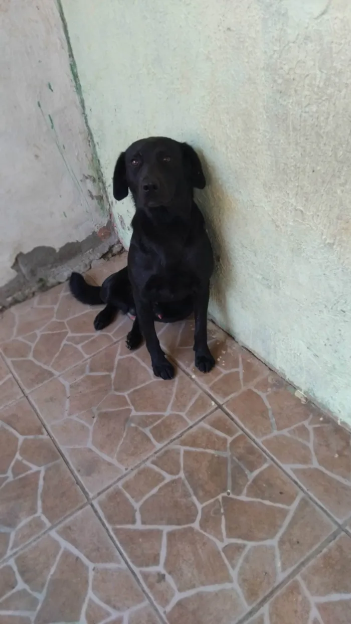 Cachorro ra a SRD-ViraLata idade 2 anos nome Pretinho