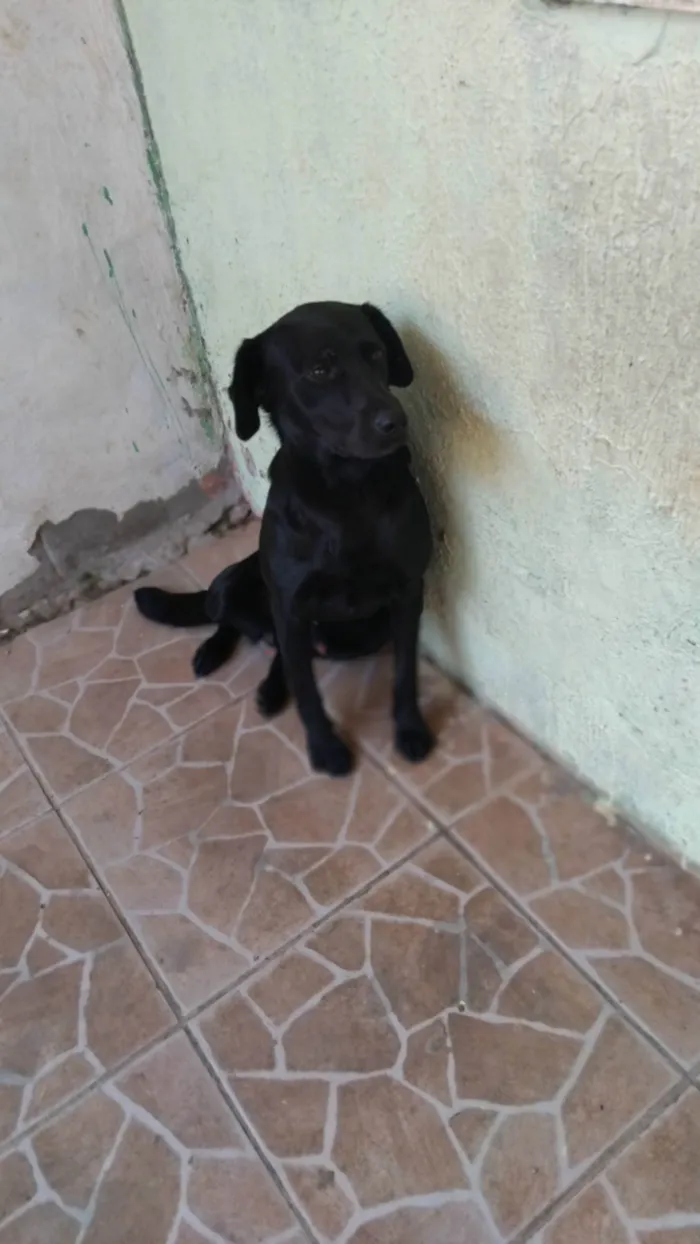 Cachorro ra a SRD-ViraLata idade 2 anos nome Pretinho